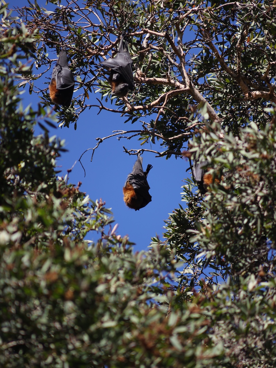 Bats - Sydney, NSW