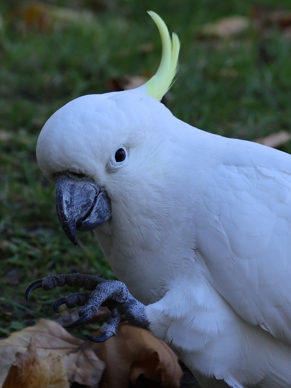 Cockatoo - Sydney, NSW