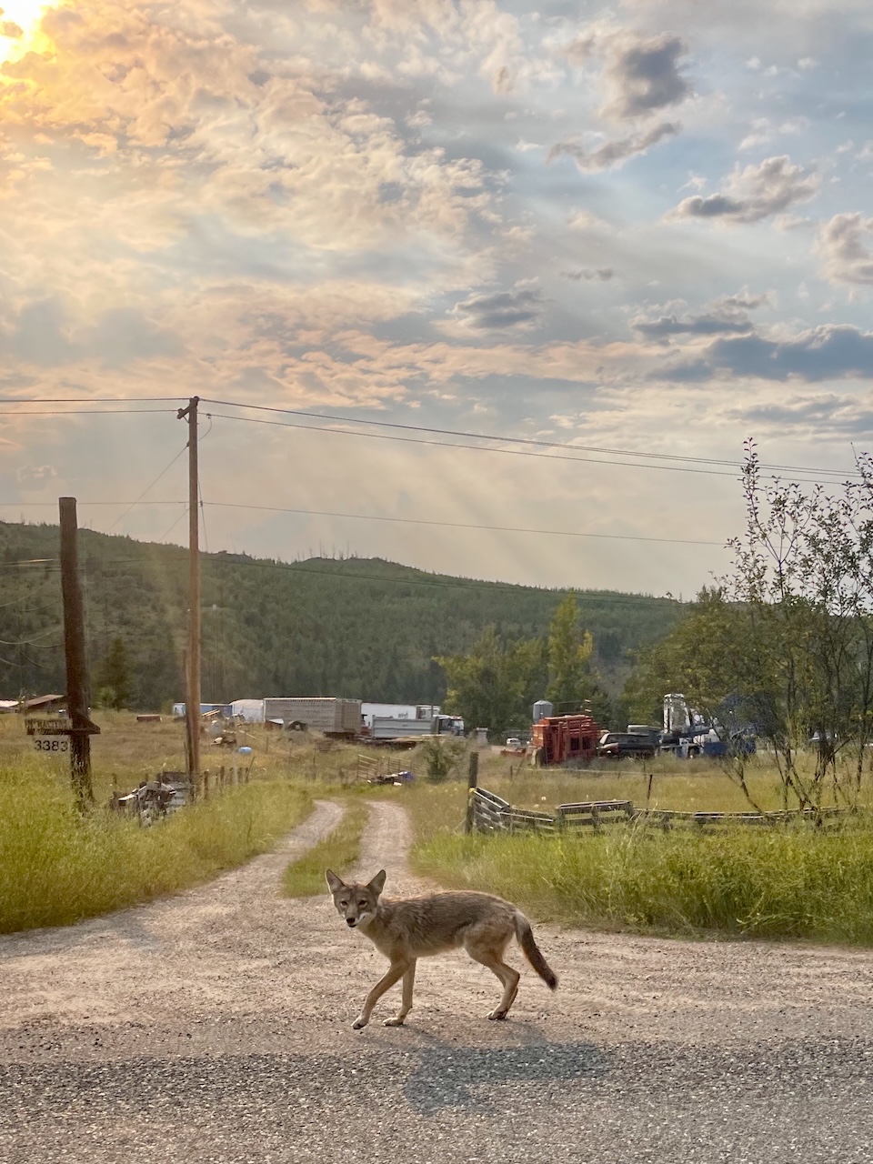 Coyote - Near Kamloops