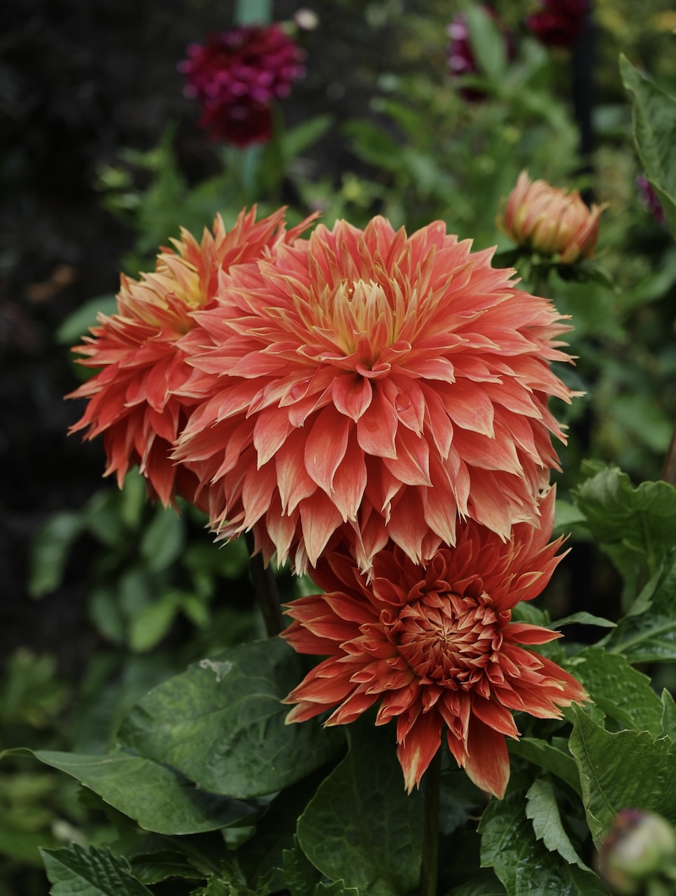 Dahlia - Butchart Gardens