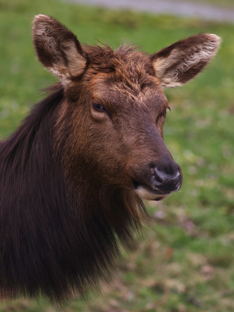 Diabolical Sideye from an Elk - Youbou