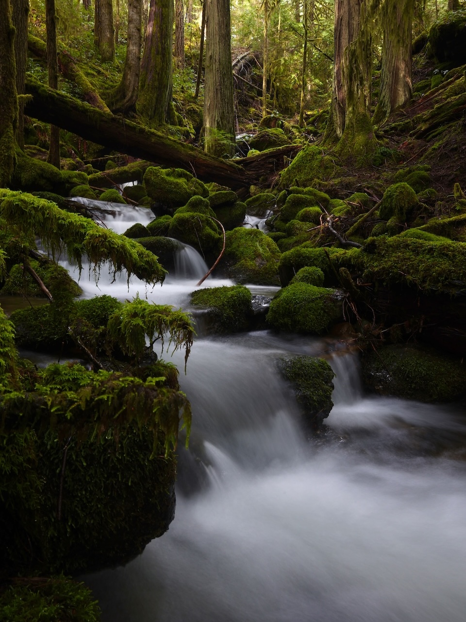 Stokes Creek Falls
