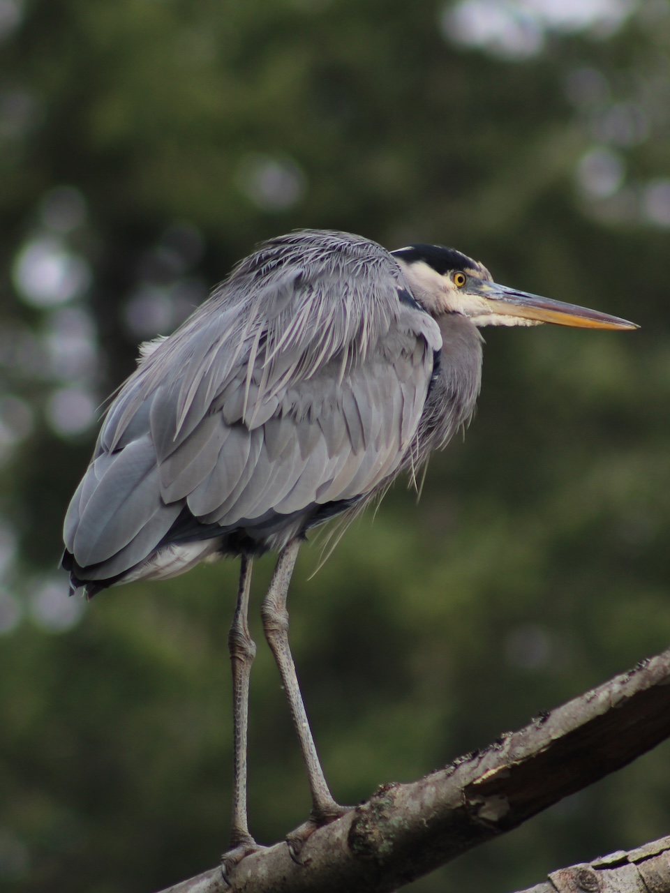 Heron - Lost Lagoon