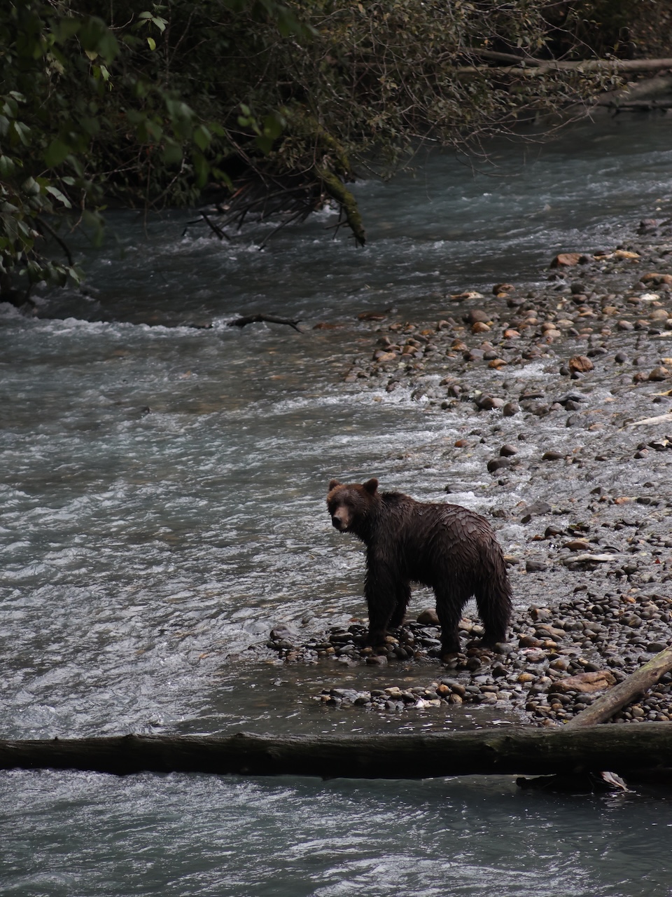 Mama Bear - Toba Inlet